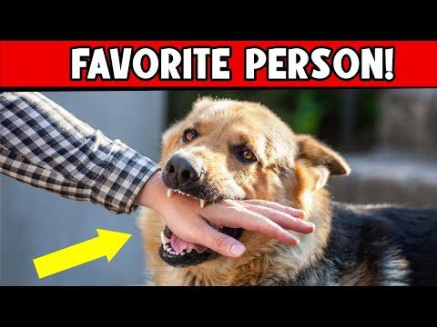 How Do Dogs Choose Their FAVORITE PERSON (Is That You?) #Video