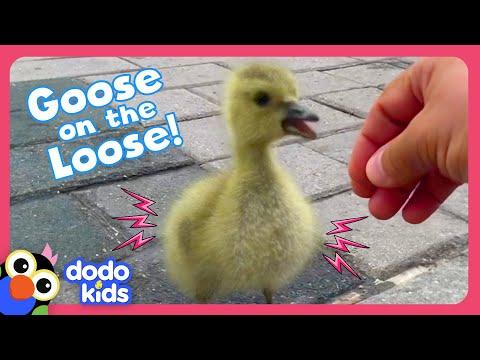 Who Will Help This Baby Goose Find His Family? | Dodo Kids | Rescued! #Video