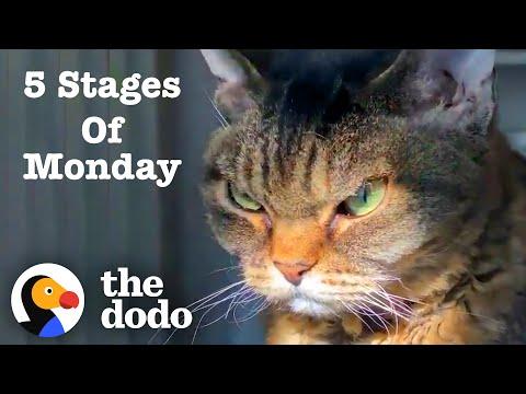 The Five Stages Of A Monday #Video