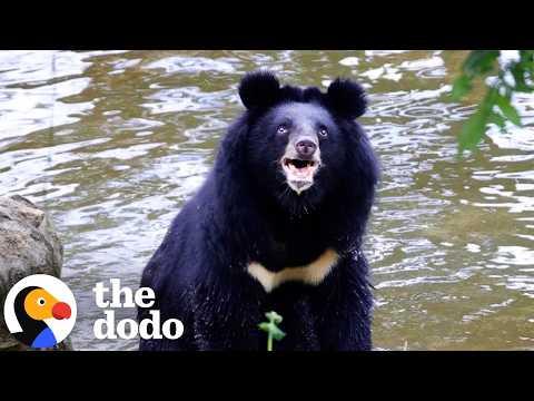 Bear Sees The Sky For First Time In Twenty-Seven Years #Video