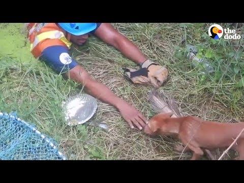 Guy Rappels Into Well To Rescue Stray Dog | The Dodo