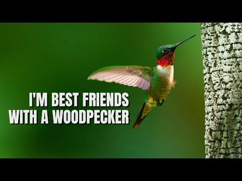 Ruby-throated Hummingbird | The Most Widespread of all #Video