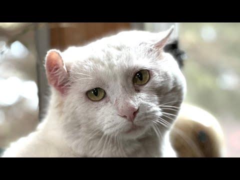 Shelter cat was sad so they sent him to nursing home #Video