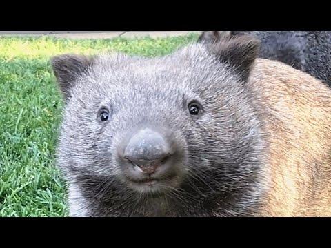 This woman raised a wombat after he lost his mom #Video