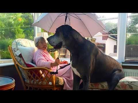When a 120-Pound Dog Thinks He's The Tiniest Dog #Video