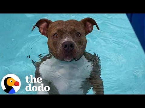 Pearl The Pittie Won't Get Out Of The Pool #Video