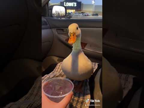Munchkin the Duck is Angry until she gets an Ice Water #Video
