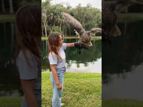 Flying the SECOND LARGEST Owl in the World!!! #Video