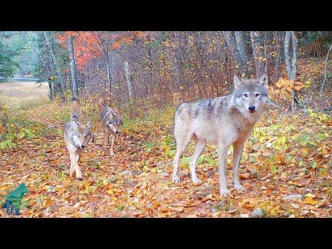The Nashata Wolf Pack in the stunning fall colors of northern Minnesota #Video