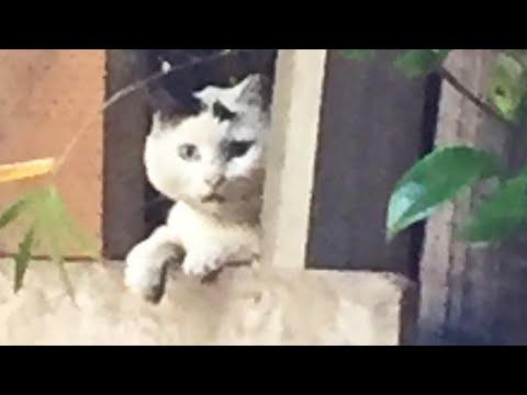 7 years with a feral cat #Video