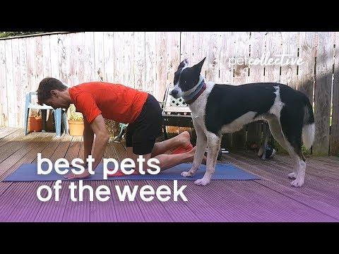 Best Pets of the Week -  DOWNWARD DOG | The Pet Collective