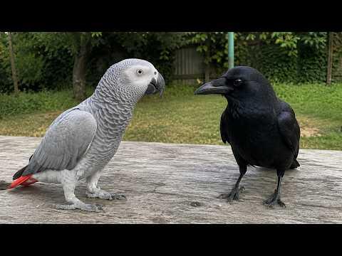 When TALKING Parrot Met A Crow | Hilarious Birds Video #Video