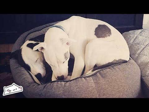 Rescue Dog Brothers Instantly Recognise Each Other After A Year Apart #Video