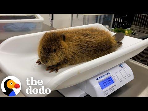 Rescued Baby Beaver Finally Makes a Friend #Video