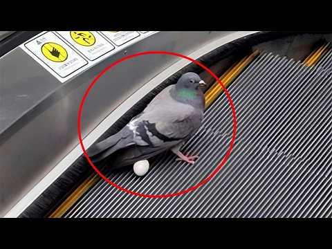 The Funniest Birds From Around The World! #Video