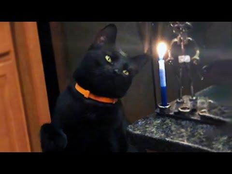 Curious Cat Smacks A Candle Video. Your Daily Dose Of Internet.