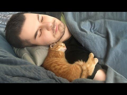 When a stray cat wants to adopt you #Video