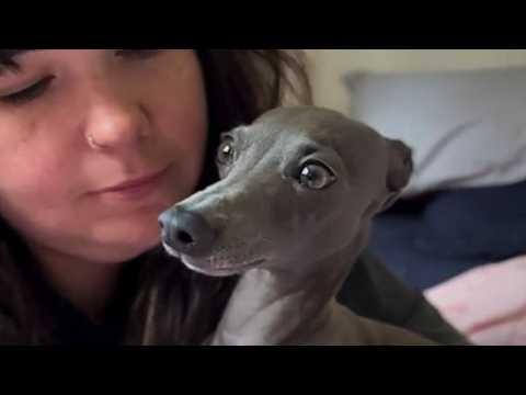 This Tiny Dog 'Talks' Nonstop Every Morning — Until... #Video