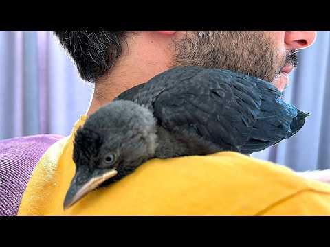 This Man Found a Helpless Crow - What He Did Next Will Melt Your Heart #Video