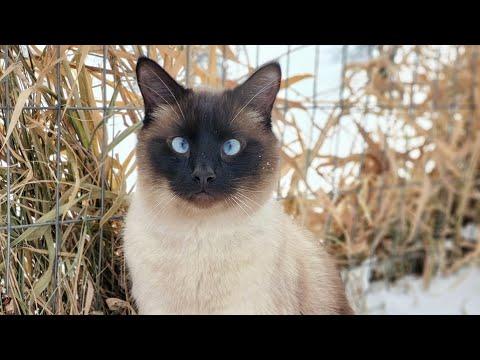 Siamese cat is friends with the foxes #Video