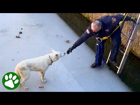 Firefighter climbs onto melting ice to save Husky #Video