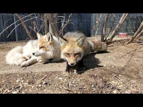 Lazy spring morning with Sophie and Jagger #Video