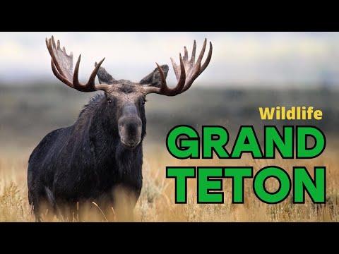 Wildlife in YELLOWSTONE and GRAND TETON National Park - Grizzly, moose, elk and more #Video