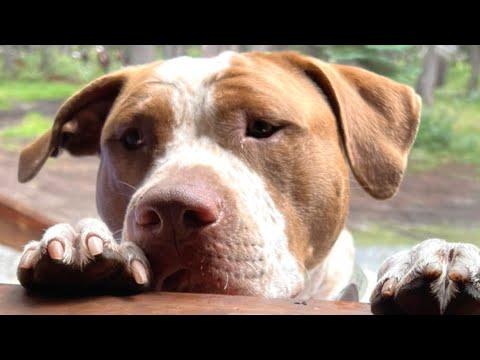 Guy didn't want a pit bull. Then his girlfriend adopted one. #Video