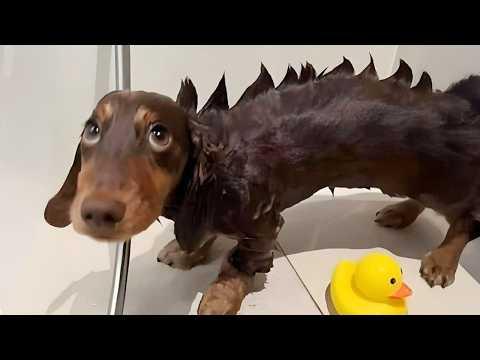 Funniest Dogs On The Internet Right Now #Video
