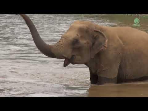 Finding Happiness: KhamSan's Perspective on Fun and Tranquility - ElephantNews #Video