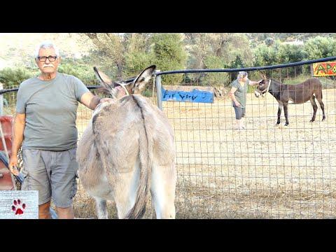 Devoted couple gives abused donkeys the love they never had video