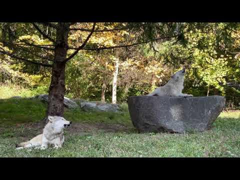 Gray Wolf Brothers Howl Among Autumn Leaves #Video