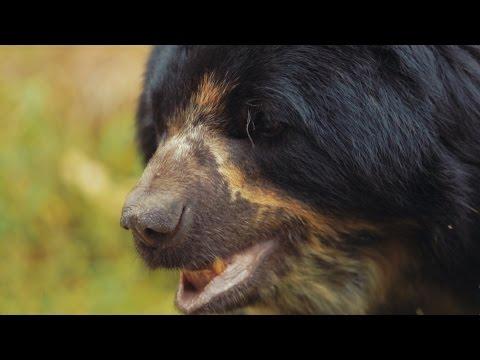 Saving South Americaâ€™s Only Bear Species