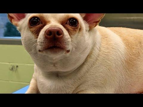 This dog was given up by owner after she became obese #Video