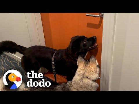 Husky Begs His Mom To Visit His Dog BFF Every Single Day #Video