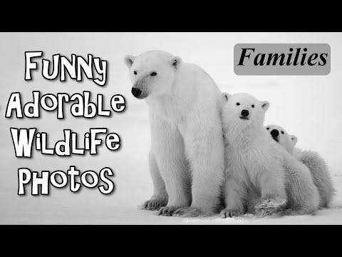 Funny Adorable Wildlife Photos Families #Video