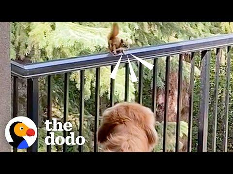 Golden Retriever And His Grandpa Build A Special Gift For His Squirrel BFF #Video