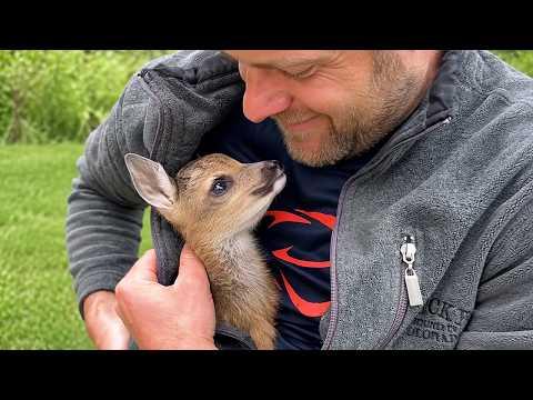 When Baby Animals Decide You Are Part of the Family #Video