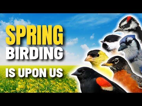 Signs Spring Bird Watching is Upon Us | North America #Video