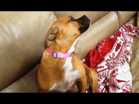 Funny Guilty Dogs Compilation 2016 [NEW]