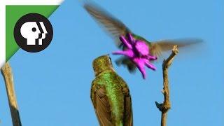 Hummingbird's Face Resembles Baby Octopus