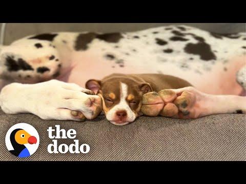 100-pound Great Dane Nurses A Tiny 3-Ounce Chihuahua Puppy #Video