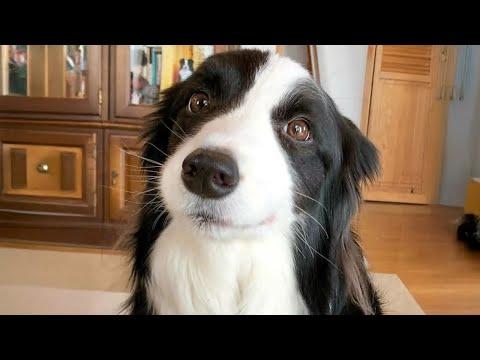 Border Collie Isn't Only The SMARTEST Dog But Also The CUTEST #Video