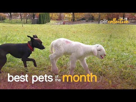 Best Pets of the Month Video (November 2020)