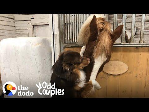 This Dog Can't Stop Hugging His Horse BFF | The Dodo Odd Couples