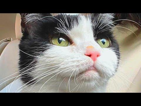 Woman brings home a toothless senior cat. And discovers he sounds like a pigeon. #Video