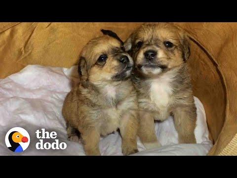Puppies Abandoned In A Box Get Loving Homes #Video