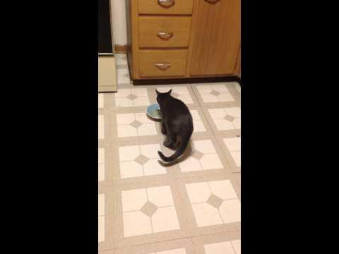 Cat Expresses His Excitement Over Tasting Mac And Cheese