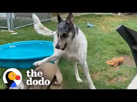 This Dog's Been In Foster For Over 2 Years #Video