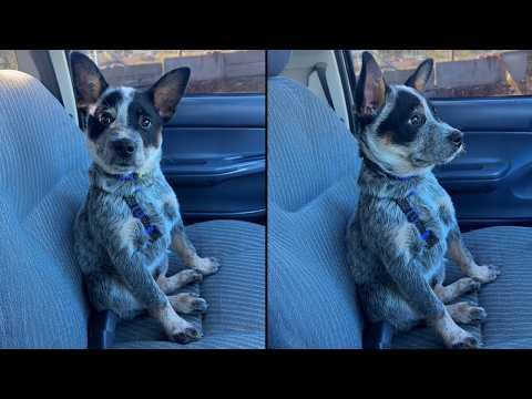 Video Of The Day!